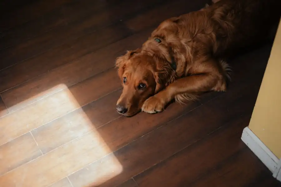 Assistência funeral para animal de estimacao