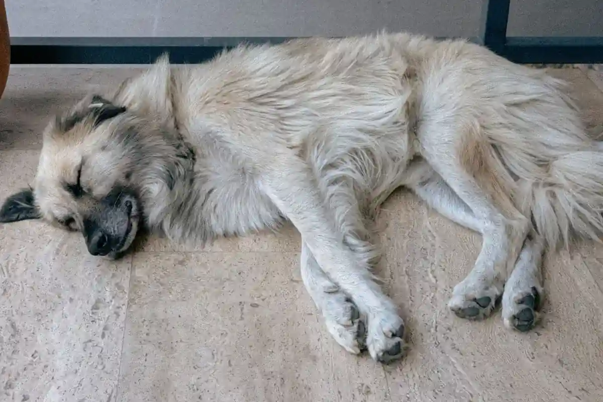 Assistência funeral para animal de estimacao
