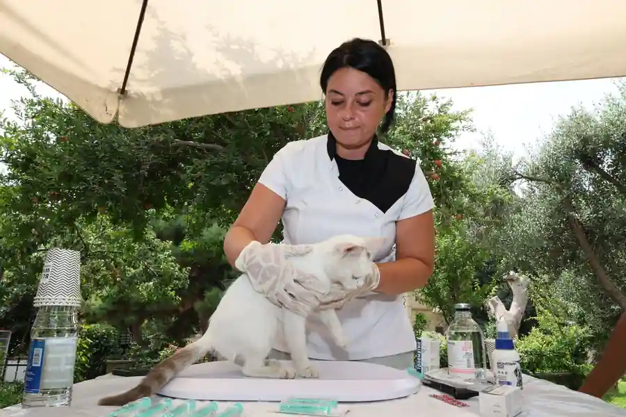 Gato em consulta veterinária